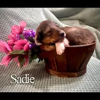 Sadie, a female Collie for sale in Kemp, TX – Photo 1 of 2