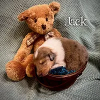 Jack, a male Collie for sale in Kemp, TX – Photo 2 of 2