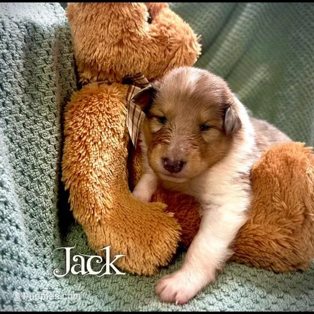 Jack – Collie puppy for sale in Kemp, TX