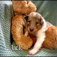 Jack, a male Collie for sale in Kemp, TX – Photo 1 of 2