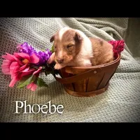 Phoebe, a female Collie for sale in Kemp, TX – Photo 2 of 2