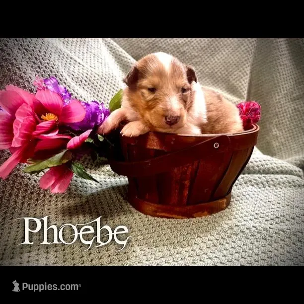 Phoebe – Collie puppy for sale in Kemp, TX