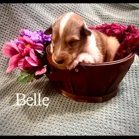 Belle, a female Collie for sale in Kemp, TX – Photo 2 of 2