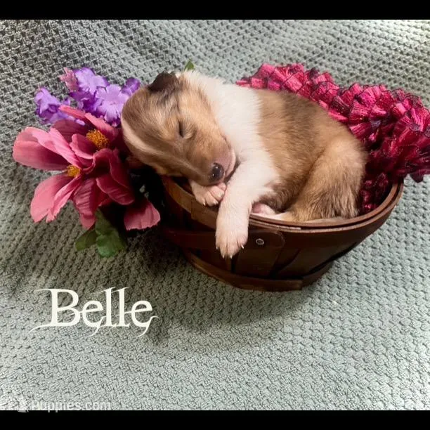 Belle – Collie puppy for sale in Kemp, TX