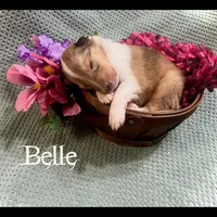 Belle, a female Collie for sale in Kemp, TX – Photo 1 of 2