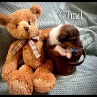 Chad, a male Collie for sale in Kemp, TX – Photo 2 of 2