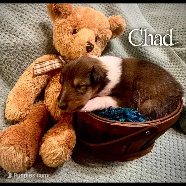 Chad – Collie puppy for sale in Kemp, TX