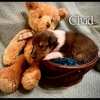 Chad, a male Collie for sale in Kemp, TX – Photo 1 of 2