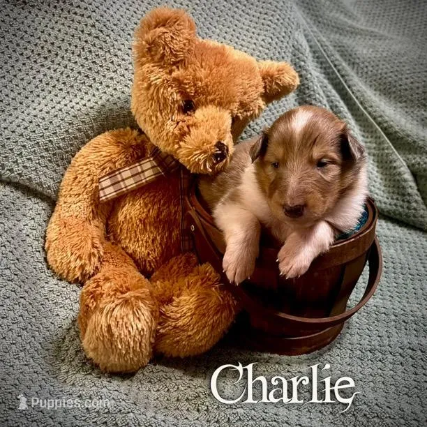 Charlie – Collie puppy for sale in Kemp, TX