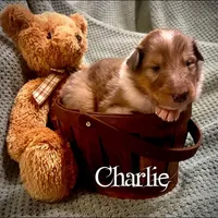 Charlie, a male Collie for sale in Kemp, TX – Photo 2 of 2