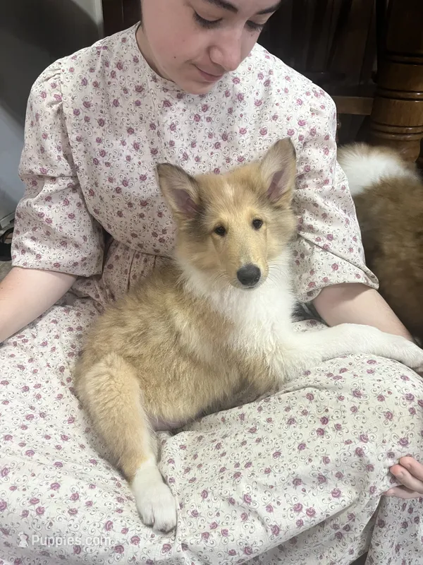 Jack – Collie puppy for sale in Kemp, TX