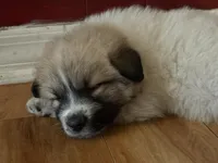 Zeus, a male Great Pyrenees for sale in Zephyrhills, FL – Photo 1 of 4