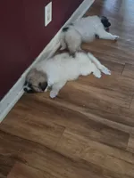 Zeus, a male Great Pyrenees for sale in Zephyrhills, FL – Photo 3 of 4