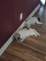 Zeus, a male Great Pyrenees for sale in Zephyrhills, FL – Photo 2 of 4