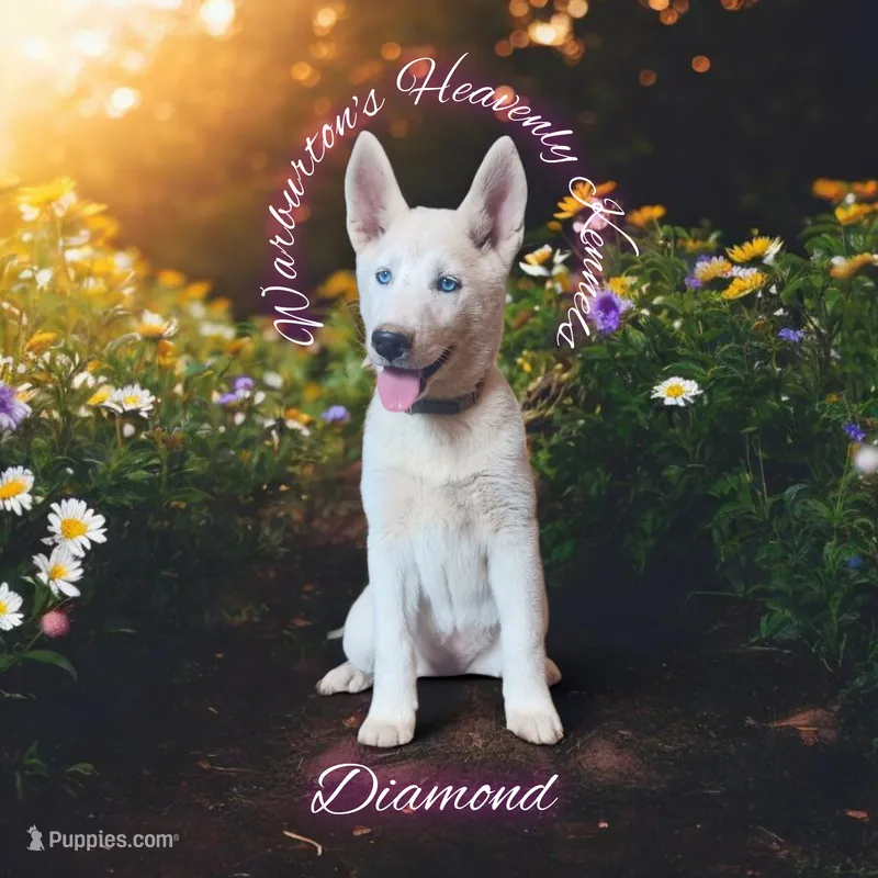 Diamond – Siberian Husky puppy for sale in Coeburn, VA