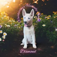 Diamond, a female Siberian Husky for sale in Coeburn, VA – 2 of 9