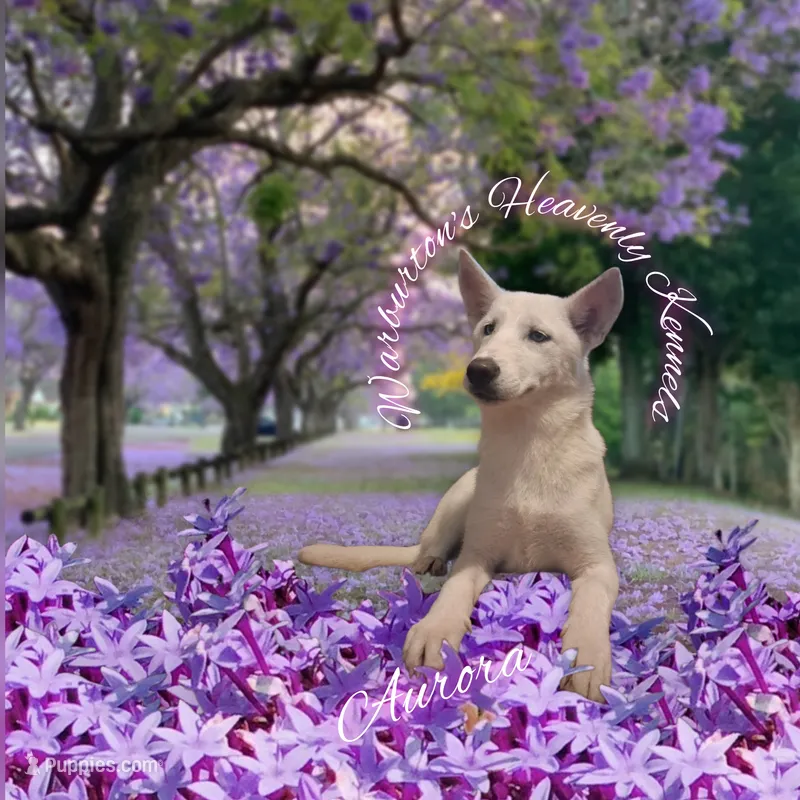 Aurora – Siberian Husky puppy for sale in Coeburn, VA
