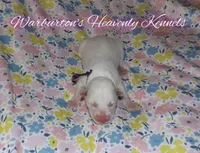 Sapphire, a female Siberian Husky for sale in Coeburn, VA – Photo 4 of 6