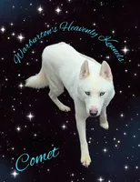 Sapphire, a female Siberian Husky for sale in Coeburn, VA – Photo 6 of 6