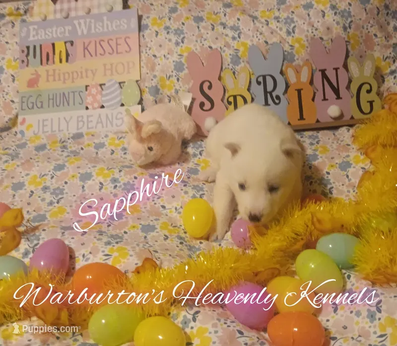 Sapphire – Siberian Husky puppy for sale in Coeburn, VA