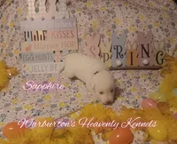 Sapphire, a female Siberian Husky for sale in Coeburn, VA – Photo 3 of 6