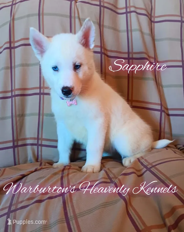 Sapphire – Siberian Husky puppy on hold in Coeburn, VA