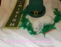 Diamond, a female Siberian Husky for sale in Coeburn, VA – Photo 2 of 6