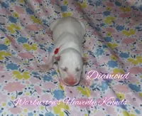 Diamond, a female Siberian Husky for sale in Coeburn, VA – Photo 1 of 4