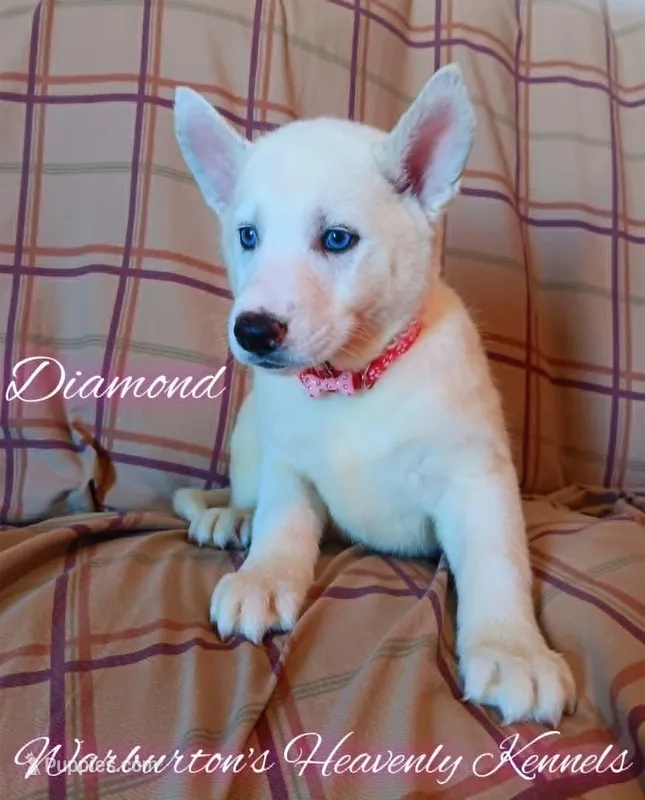 Diamond – Siberian Husky puppy for sale in Coeburn, VA