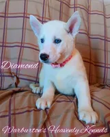 Diamond, a female Siberian Husky for sale in Coeburn, VA – Photo 1 of 7