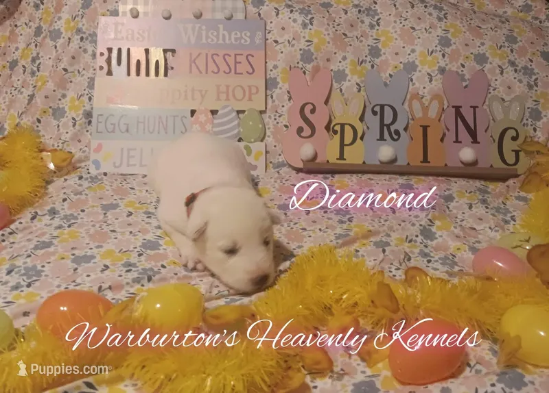 Diamond – Siberian Husky puppy for sale in Coeburn, VA