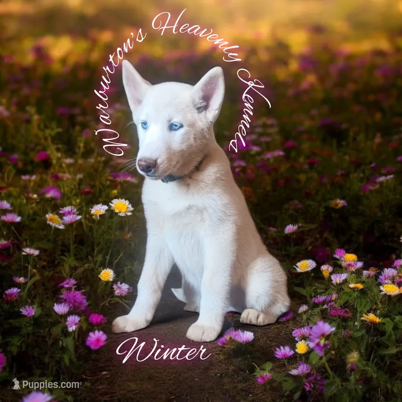 Winter  – Siberian Husky puppy for sale in Coeburn, VA