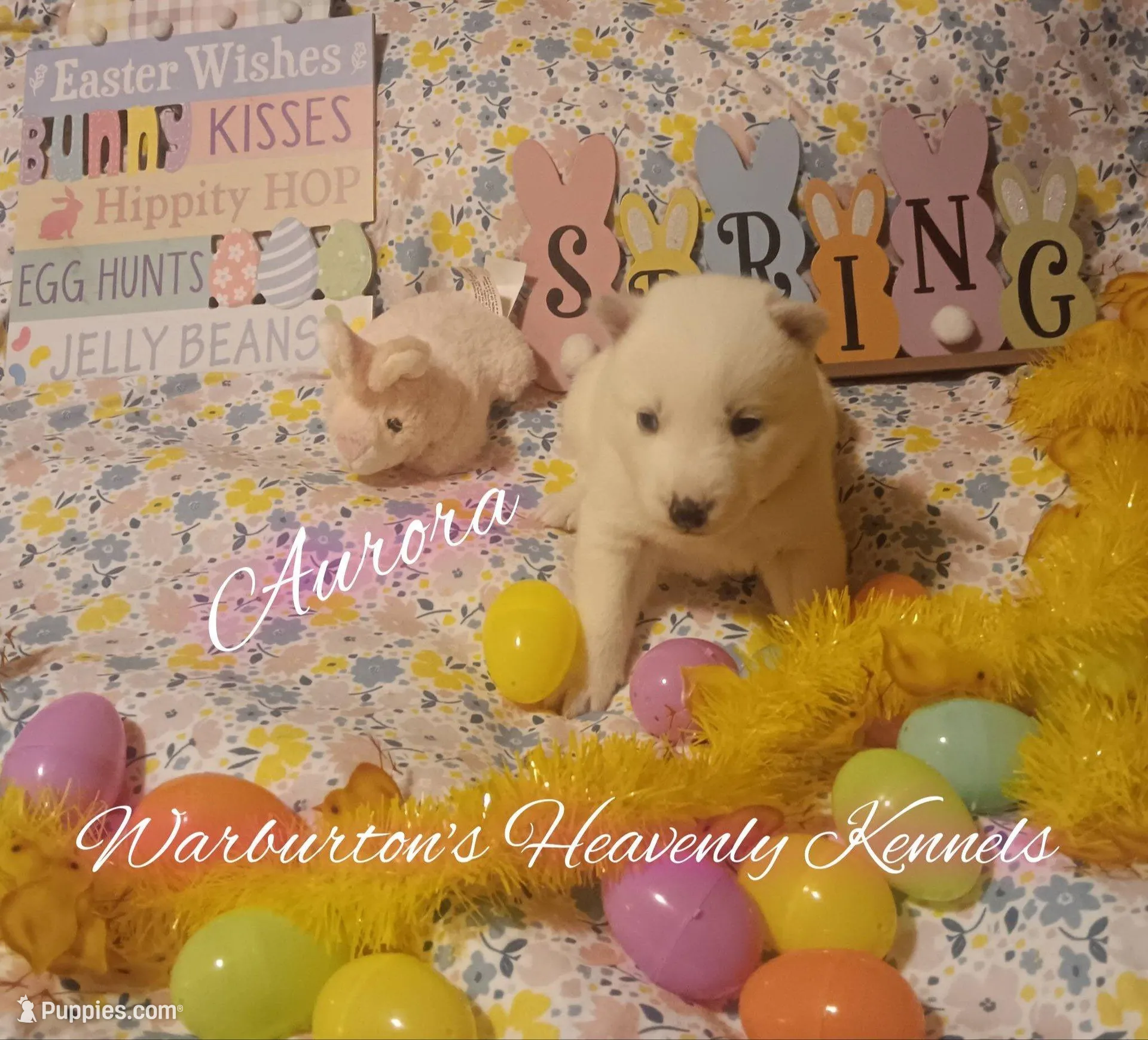 Aurora – Siberian Husky puppy for sale in Coeburn, VA