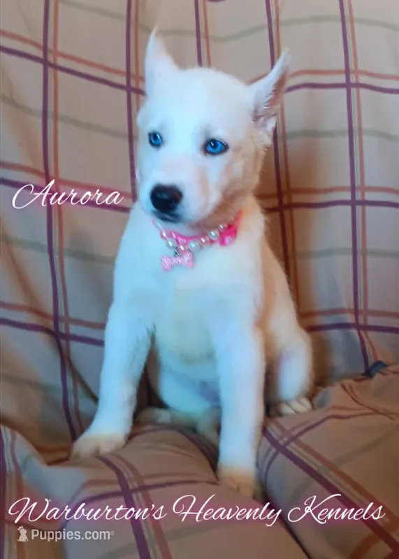 Aurora – Siberian Husky puppy for sale in Coeburn, VA