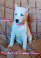 Aurora, a female Siberian Husky for sale in Coeburn, VA – Photo 1 of 8