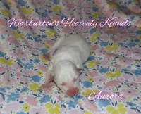 Aurora, a female Siberian Husky for sale in Coeburn, VA – Photo 1 of 4