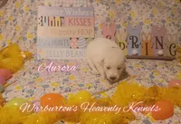 Aurora, a female Siberian Husky for sale in Coeburn, VA – Photo 2 of 7