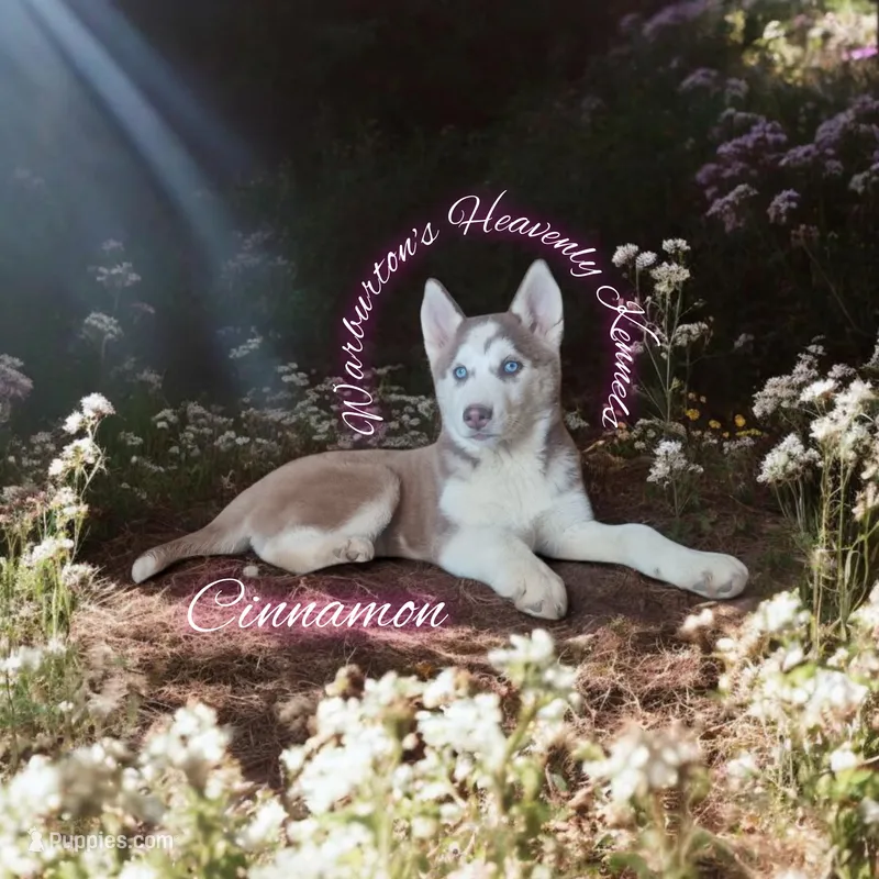 Cinnamon – Siberian Husky puppy for sale in Coeburn, VA