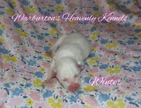 Winter, a female Siberian Husky for sale in Coeburn, VA – Photo 1 of 4