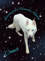 Winter, a female Siberian Husky for sale in Coeburn, VA – Photo 4 of 4