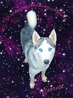 Winter, a female Siberian Husky for sale in Coeburn, VA – Photo 3 of 4