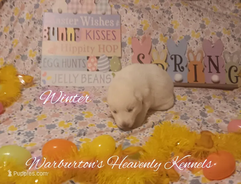 Winter – Siberian Husky puppy for sale in Coeburn, VA