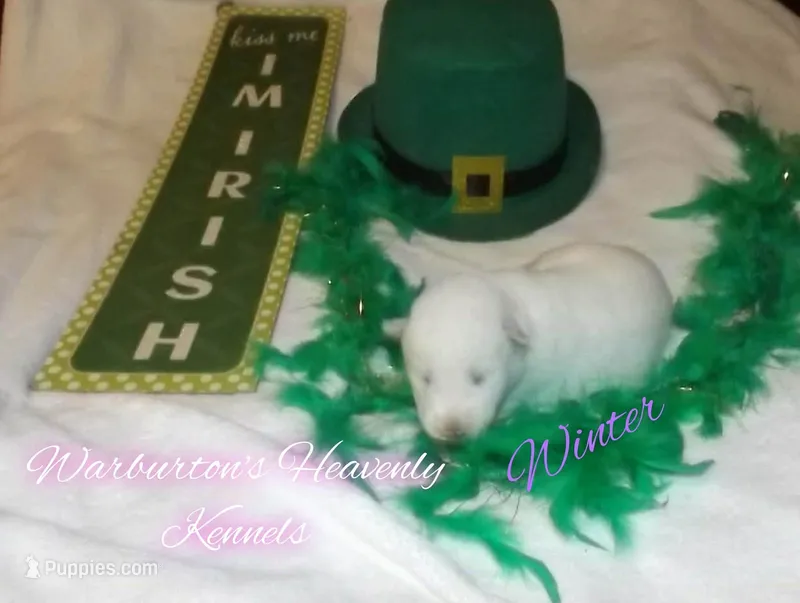 Winter – Siberian Husky puppy for sale in Coeburn, VA