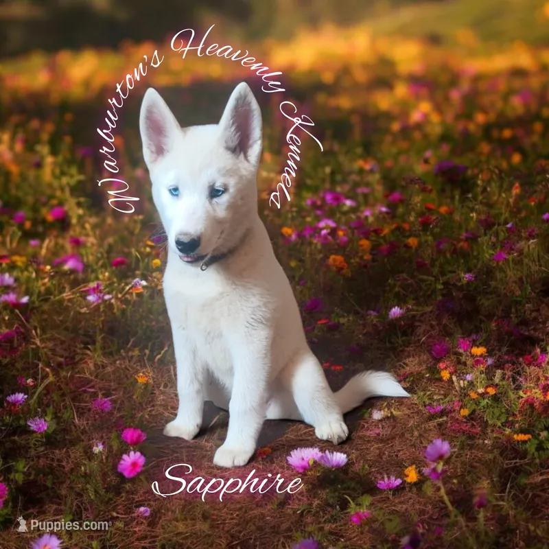 Sapphire – Siberian Husky puppy for sale in Coeburn, VA