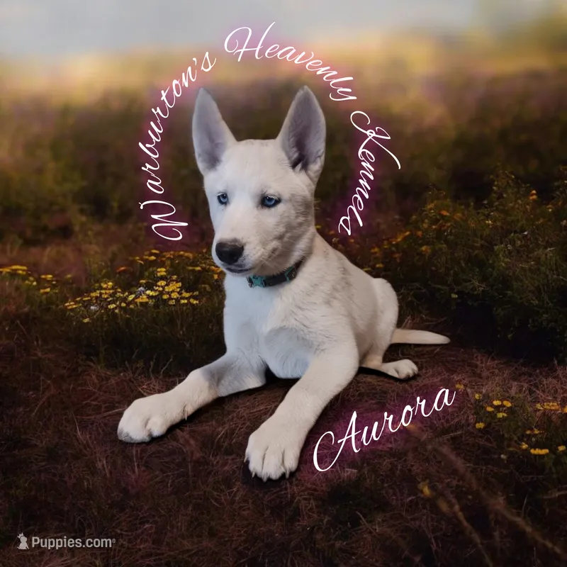 Aurora – Siberian Husky puppy for sale in Coeburn, VA