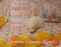 Winter , a female Siberian Husky for sale in Coeburn, VA – Photo 4 of 6