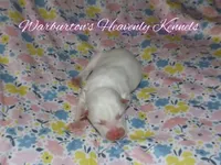 Winter , a female Siberian Husky for sale in Coeburn, VA – Photo 3 of 6