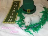 Winter , a female Siberian Husky for sale in Coeburn, VA – Photo 2 of 6