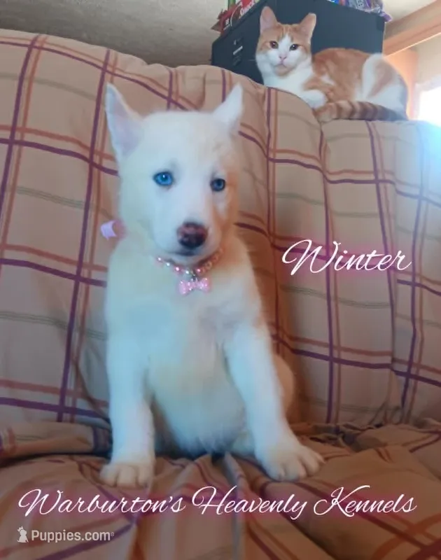 Winter  – Siberian Husky puppy for sale in Coeburn, VA