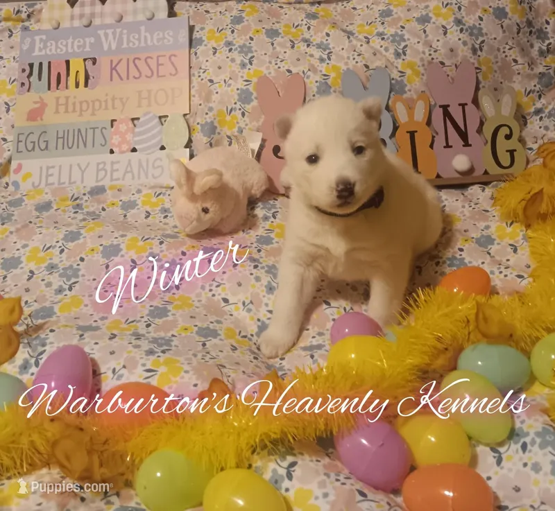 Winter  – Siberian Husky puppy for sale in Coeburn, VA